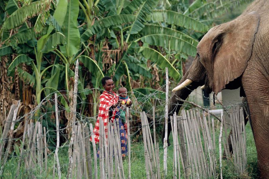 human wildlife conflicts in Kenya