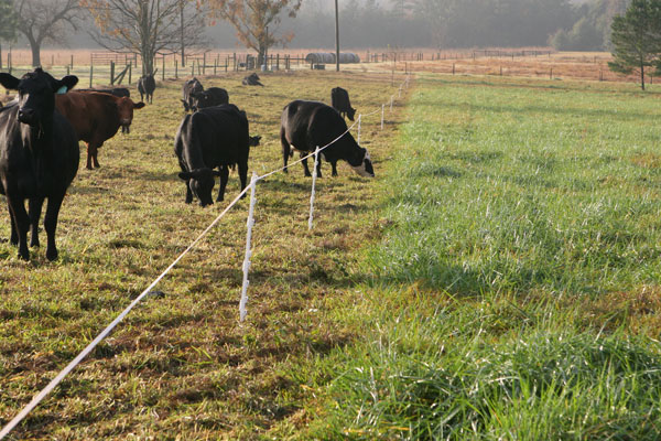 A guide to Portable Electric Fencing Solutions and strip grazing in Kenya