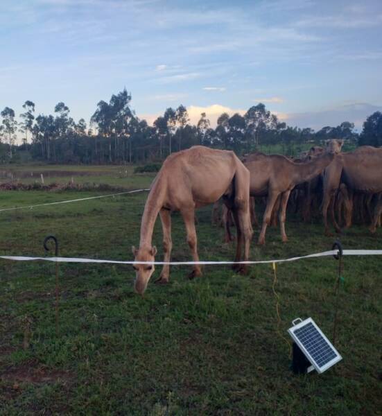 Understanding Portable Electric Fences in Kenya